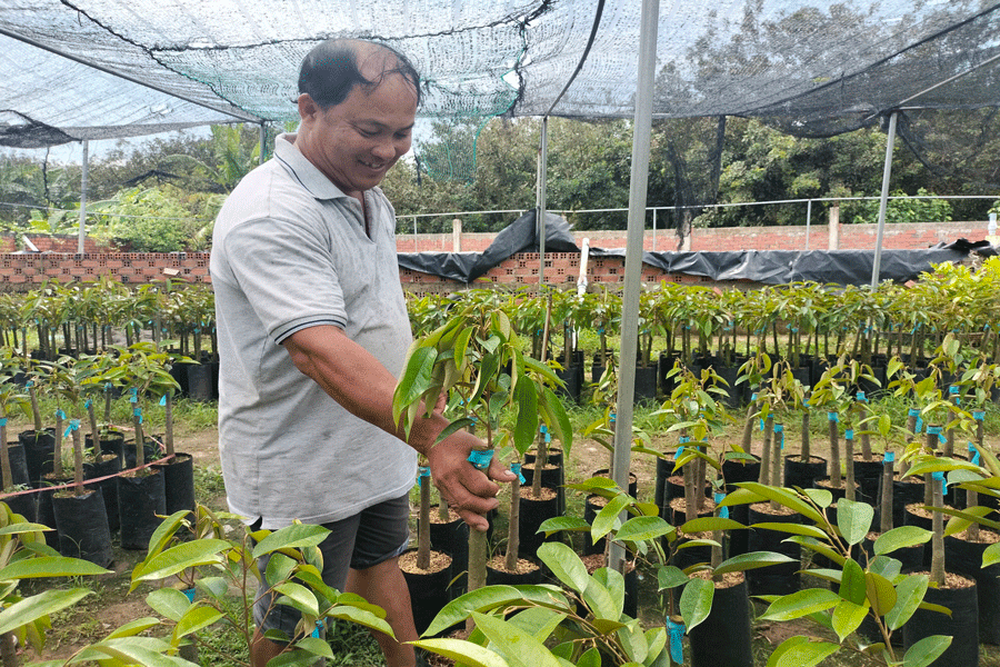 Sản xuất cây giống tại Bến Tre. Ảnh: PV