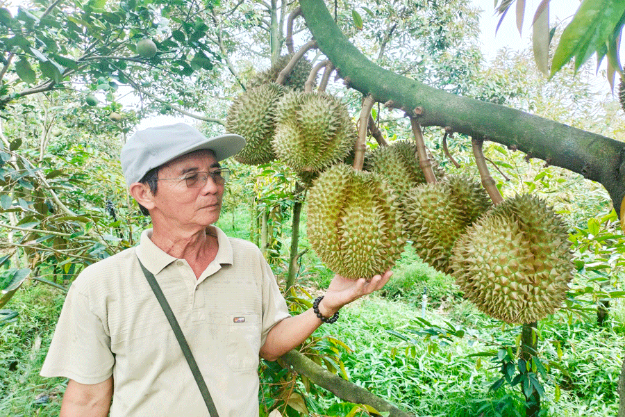 Sầu riêng sốt giá, Bến Tre khuyến cáo không thu hoạch sầu riêng non