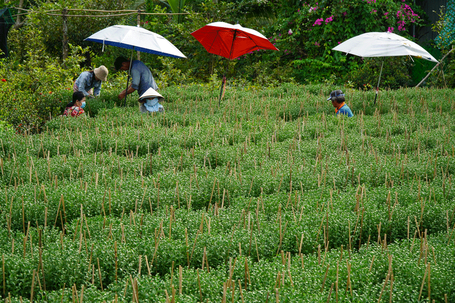 trồng hoa kiểng phục vụ thị trường Tết Nguyên đán Giáp Thìn 2024