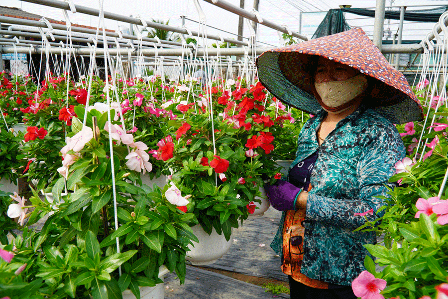 Chợ Lách sản xuất 9,5 triệu sản phẩm hoa kiểng phục vụ Tết 2024