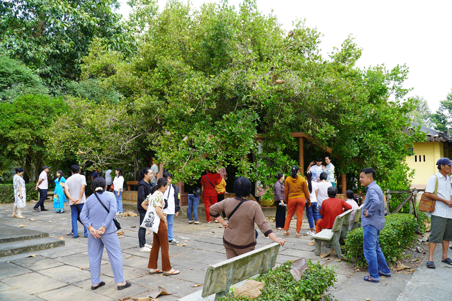 Rằm tháng Giêng, nhiều người đến ngắm ‘cụ bạch mai’ 300 tuổi trổ hoa trắng ngần