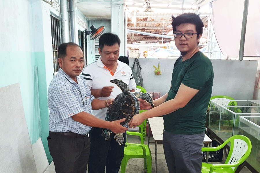 Tiền Giang: Bàn giao cá thể đồi mồi dứa nặng hơn 6,2kg về cơ quan bảo tồn