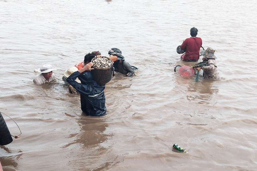 Nghêu Bến Tre được tái công nhận đạt tiêu chuẩn MSC