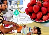Ấn Độ: Hơn 100 trẻ tử vong vì ăn vải thiều