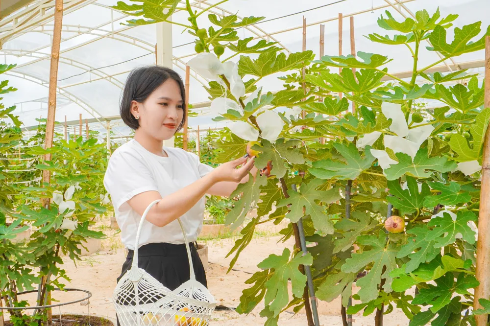 Du khách tham quan miễn phí vườn nho mẫu đơn và vườn sung Mỹ. Ảnh: TT. dip-le-2-9 (2).jpg