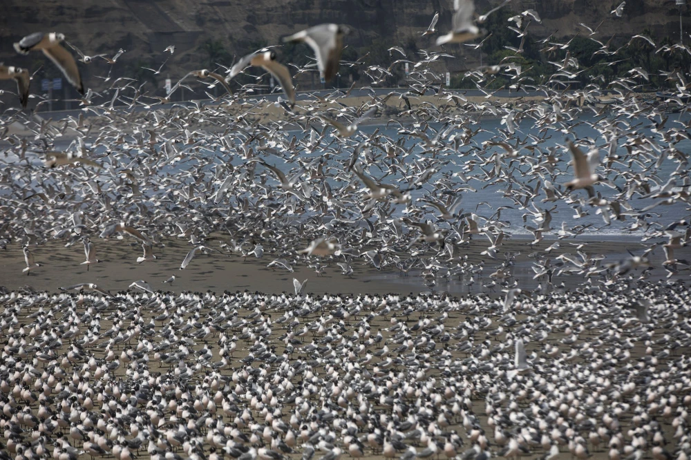 Mùa hè này, bãi biển Agua Dulce - từ thiên đường của người dân Peru - đã trở thành thiên đường cho các loài chim biển. Ảnh: AP 2