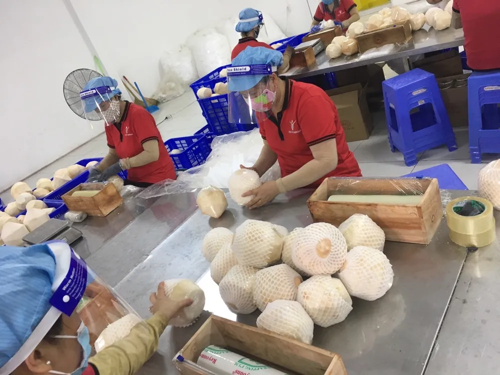 Sơ chế dừa tươi trước khi xuất khẩu sang các thị trường tại Công ty Vina T&T Group. Ảnh: AH Dừa tươi của Việt Nam.jpg