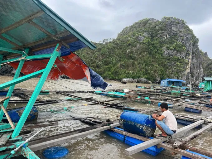 Lồng bè nuôi trồng thủy sản ở Cát Bà, Hải Phòng bị thiệt hại nặng sau bão số 3. Ảnh: Báo Nông nghiệp nuôi trồng thuỷ sản.jpg