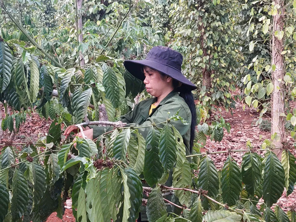 Tây Nguyên là vùng sản xuất cà phê tập trung, quy mô lớn của Việt Nam. Ảnh: AH vùng sản xuất.jpg