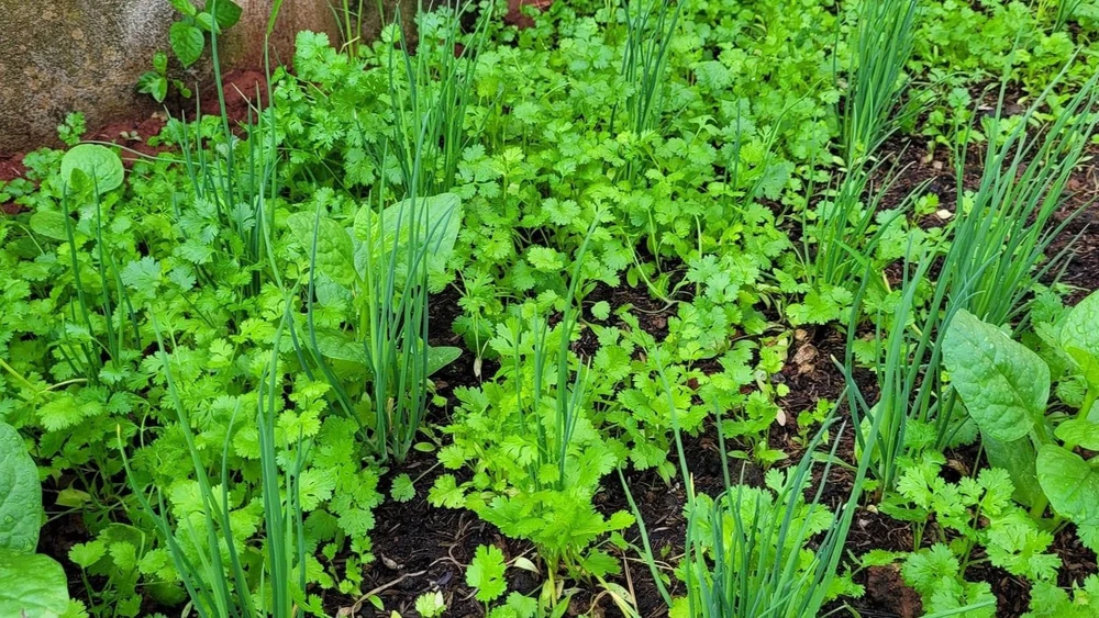 Nước ép rau mùi có tác dụng gì? Nước ép rau mùi có tác dụng gì?