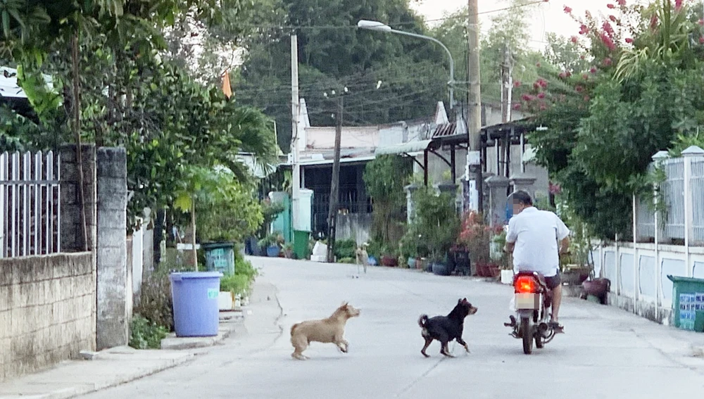 Mơ Thấy Chó Dí Cắn: Giải Mã Chi Tiết và Những Điều Bạn Cần Biết