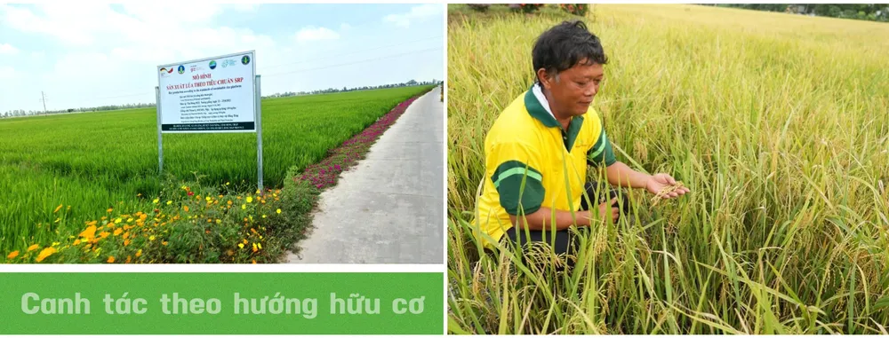 Mô hình sản xuất lúa hữu cơ tuần hoàn gắn với truy xuất nguồn gốc Diễn đàn Khởi nghiệp.jpg