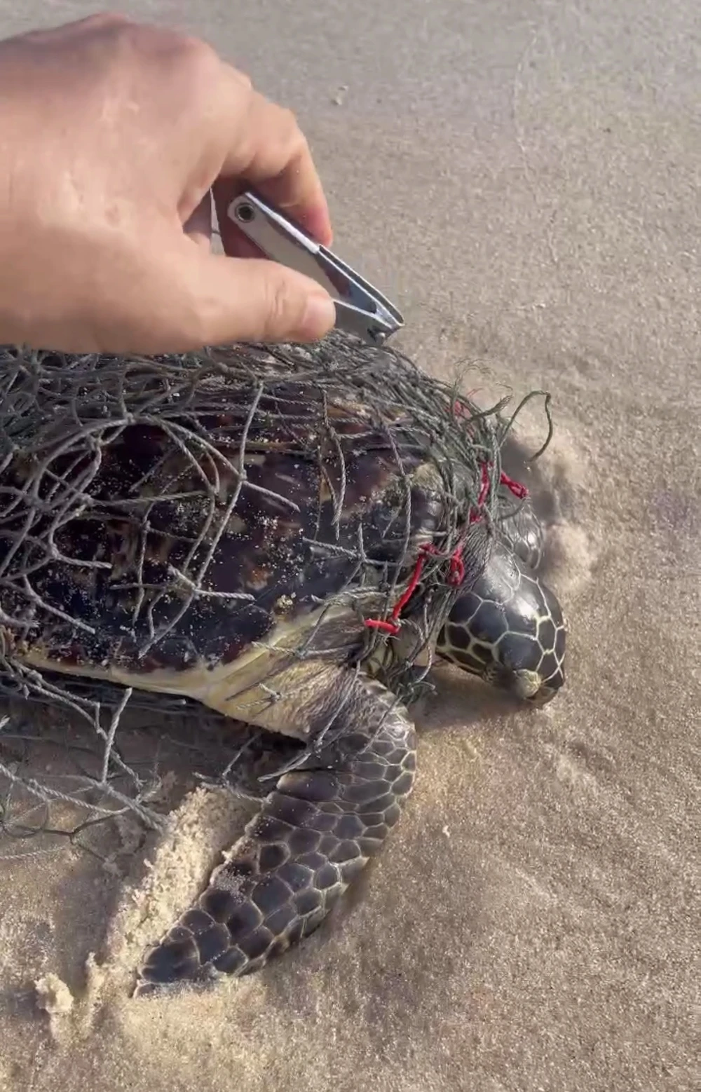 Giải cứu rùa mắc kẹt vào lưới trong chuyến đi du lịch | Báo Pháp Luật TP. Hồ Chí Minh