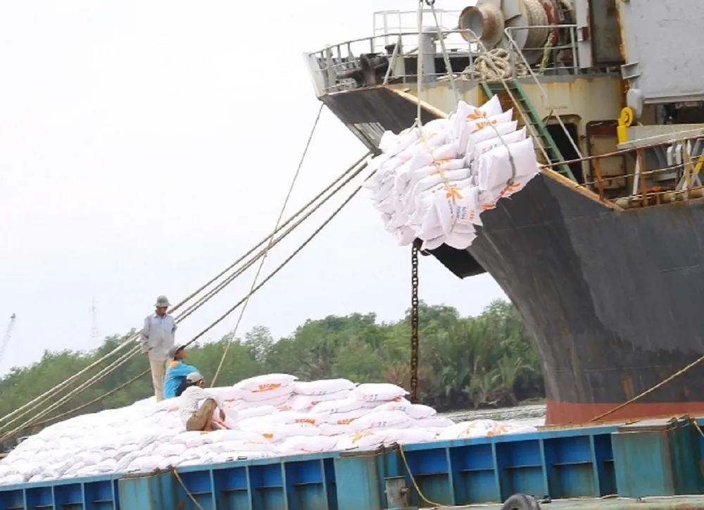 Theo ý kiến chuyên gia thuế, các doanh nghiệp cần hỗ trợ các thương lái đăng ký cá nhân kinh doanh, nộp thuế thu nhập cá nhân chỉ 0,5% cho họ luôn. Ảnh: QH thu-mua-lua-gao.jpg