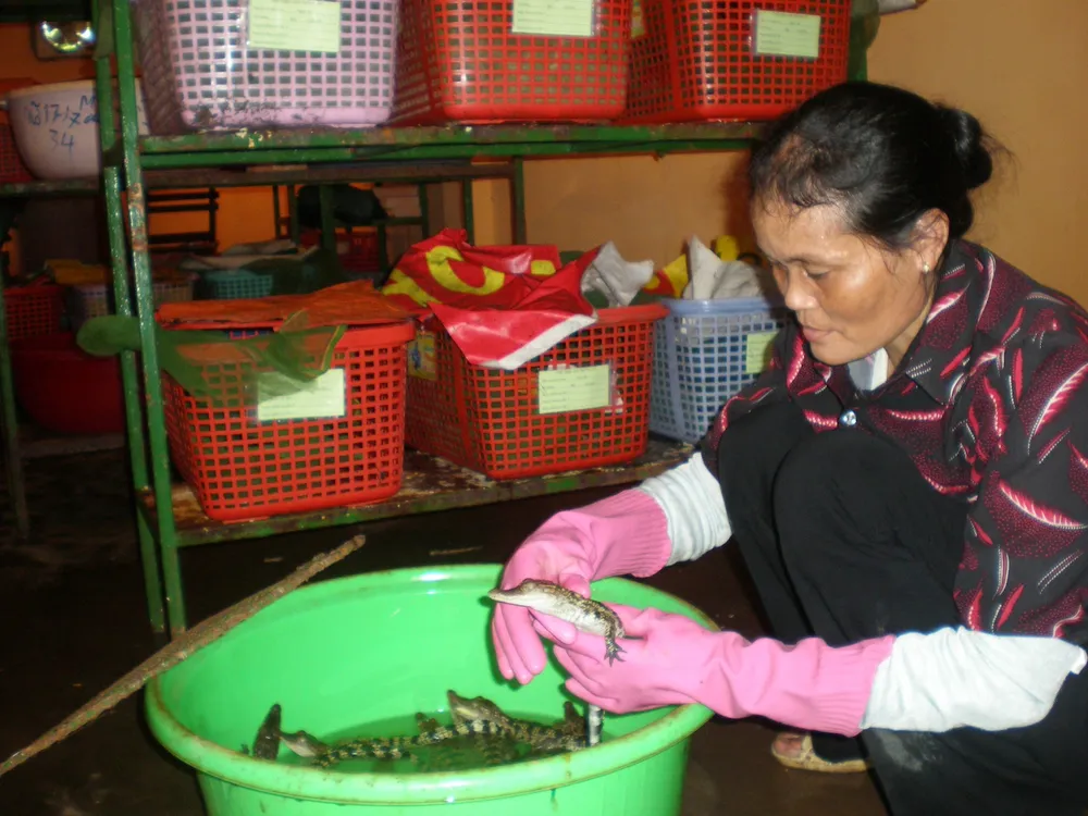 Các trại cá sấu cố gắng ương giống tái đàn để chuẩn bị nguồn cung nắm bắt cơ hội xuất khẩu chính ngạch sang thị trường Trung Quốc. Ảnh: QH trai-ca-sau-xuat-khau1.JPG