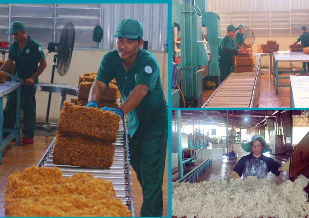 Các công ty cao su Việt Nam hướng đến một mô hình tăng trưởng xanh và phát triển bền vững. cao su Việt