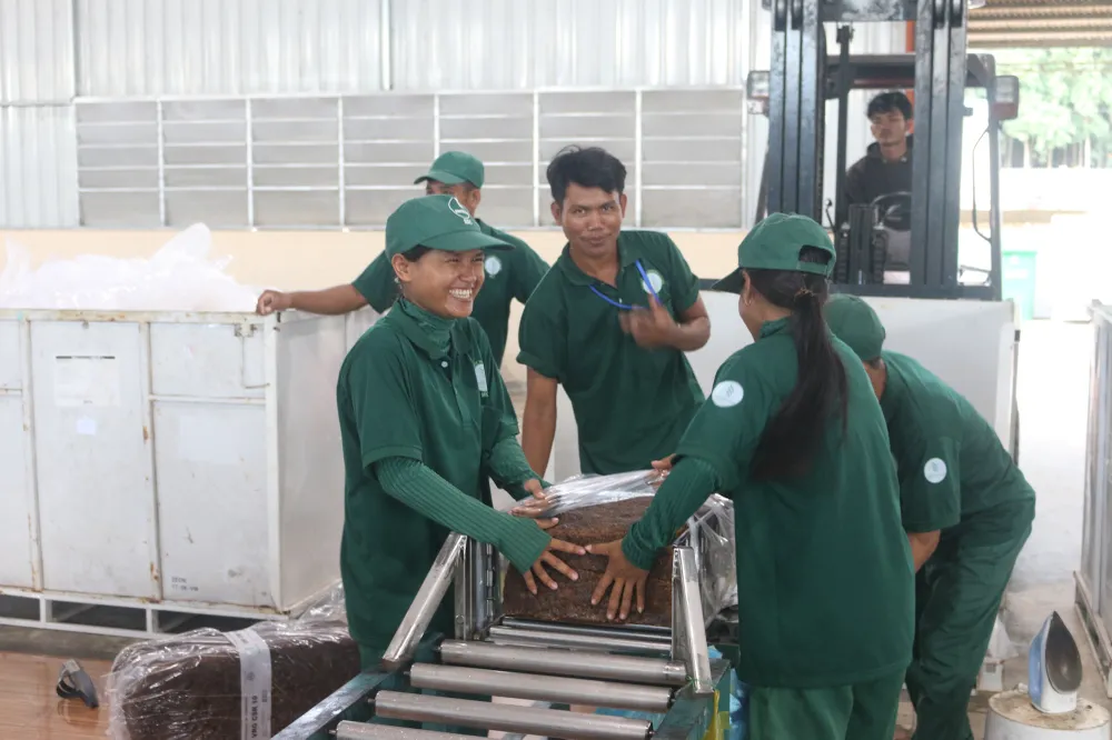Việc đầu tư trồng cao su của doanh nghiệp Việt Nam đã và đang tham gia góp phần phát triển kinh tế của địa phương cũng như tạo công ăn việc làm cho hàng ngàn lao động Campuchia. cao-su-Viet-Campuchia6.JPG