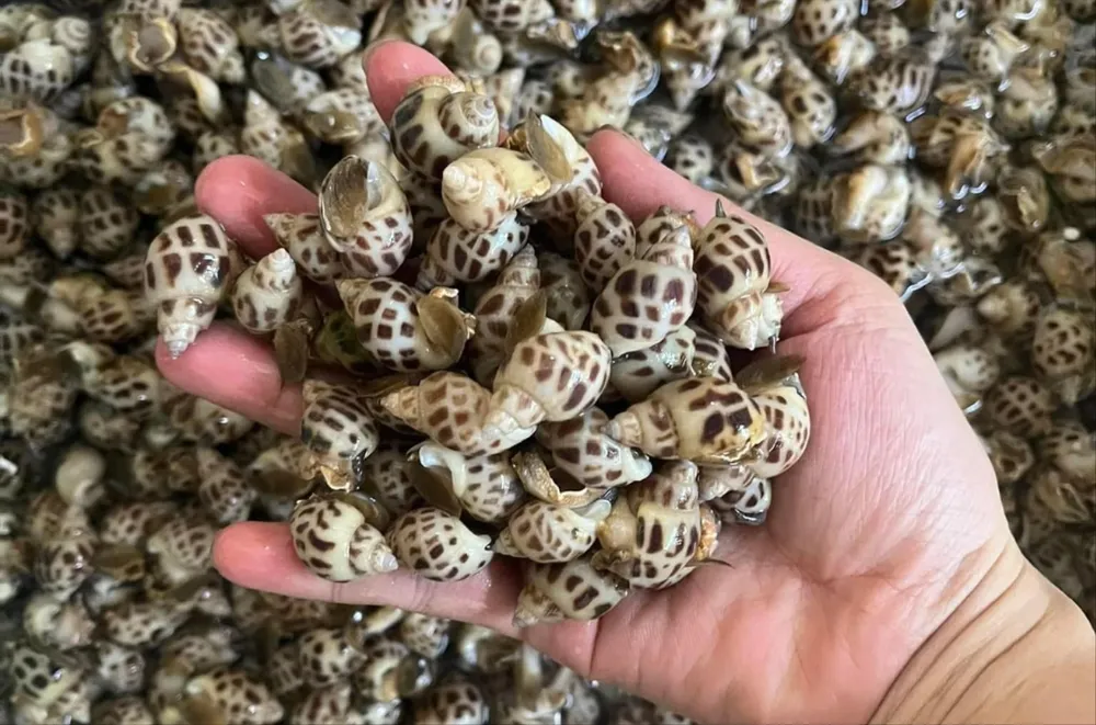 Giá hải sản đang có chiều hướng bình ổn, rẻ hơn so với vài tháng trước đó. ẢNH: HẠ QUYÊN giá hải sản