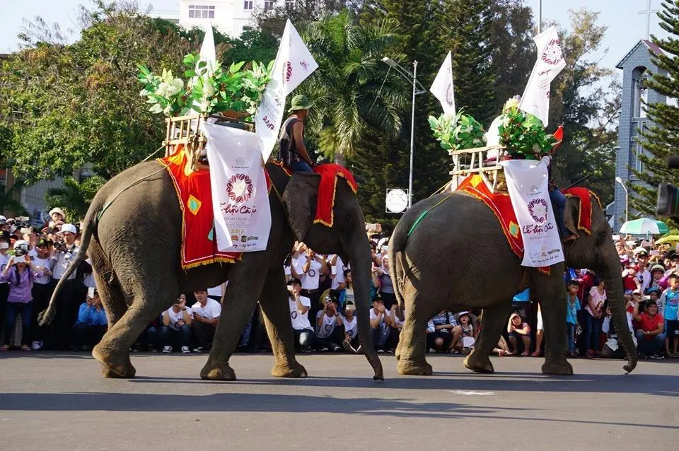 Hiện nay ở Đắk Lắk có số lượng đàn voi nhà nhiều nhất cả nước.