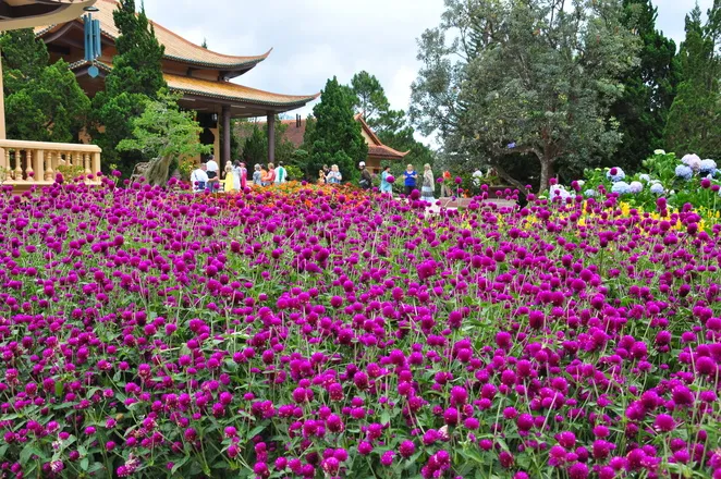 Muôn sắc hoa Đà Lạt ảnh 8 Muôn sắc hoa Đà Lạt ảnh 8