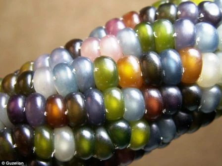 Loại ngô Glass Gem đa sắc màu được một nông dân gốc Cherokee trồng tự nhiên
