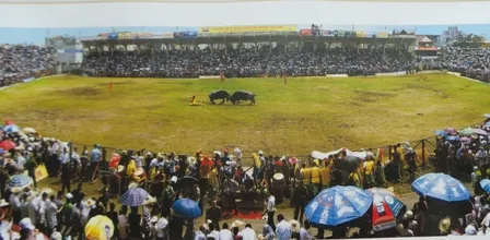 Chọi trâu ở Đồ Sơn - Tác giả Nguyễn Viết Rừng