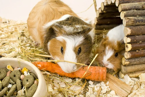 Guinea pig (lợn guinea) là một loại chuột nuôi trong nhà. Nóđược nuôi chủ yếu ở Mỹ, nhưng cũngđang dần trở thành một món ăn phổ biến ở nhiều nước Nam Mỹ. Chuột guinea pig là loài thuộc bộ gặm nhấm, có nguồn gốc từ dãy Andes ở Nam Mỹ. Điểm chung duy nhất của loài chuột này với họ lợn đólà chúngđều là động vật có vú và có tiếng kêu giống nhau 5-8022-1384575050.jpg