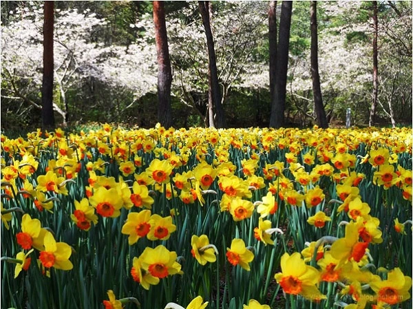 Thiên đường hoa Hitachi, Nhật Bản ảnh 1