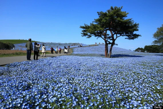 Thiên đường hoa Hitachi, Nhật Bản ảnh 4