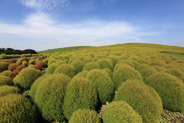 Thiên đường hoa Hitachi, Nhật Bản ảnh 7