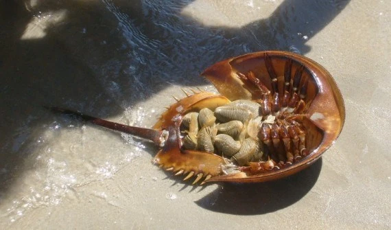 Top 10 sinh vật cổ đại sống sót đến ngày nay ảnh 10