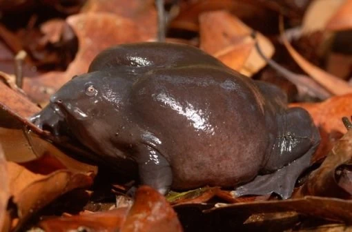 Top 10 sinh vật cổ đại sống sót đến ngày nay ảnh 6