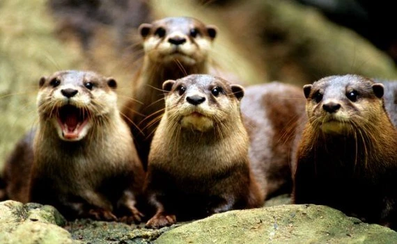 Top 10 sinh vật cổ đại sống sót đến ngày nay ảnh 2