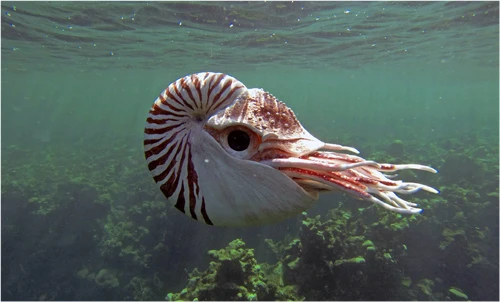 Đây là loại robot được thiết kế mô phỏng ốc anh vũvà gắn camera đằng sau mắt. Robot Spy Nautilus giúp các nhà quay phim ghi lại các hình ảnh sống động về đời sống sinh vật biển dưới đại dương.Ảnh:John Downer Productions Untitled-4-9117-1392179310.jpg