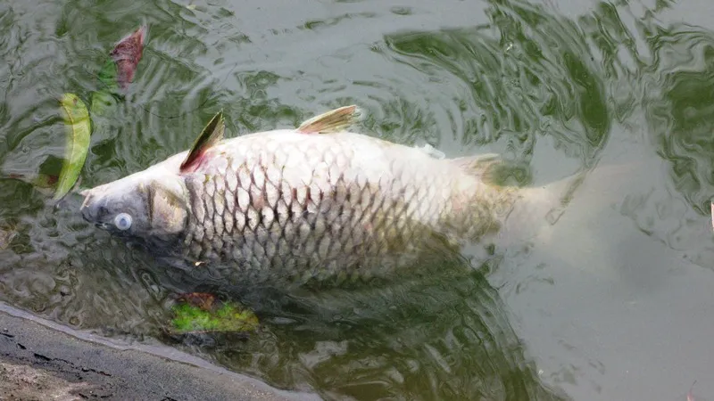 Chuyện lạ ở Hà Nội: Rùa Núi Vàng chết nổi ở Hồ Gươm ảnh 7