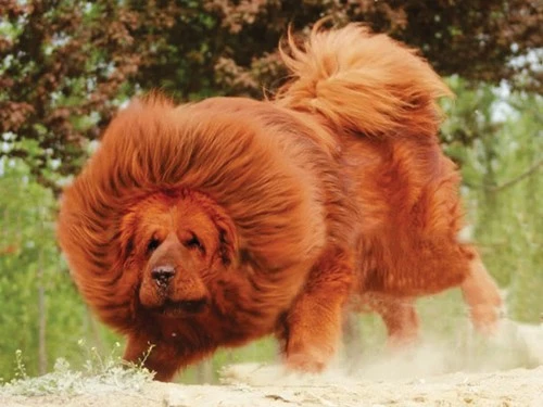 Chú cún 2 triệu USD ảnh 1