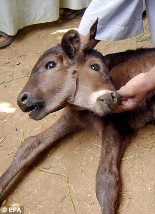 Rắn hai đầu xuất hiện ở Ấn Độ 4