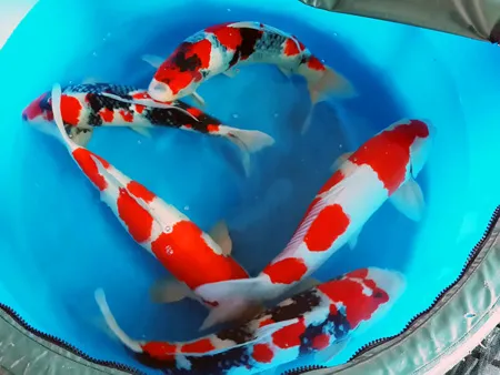 Những chú cá Koi tuyệt đẹp