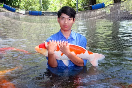 Đây là những chú cá Koi được chọn lựa kỹ càng để nhân giống