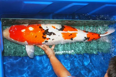 Chú cá Koi dài 1 mét lần đầu tiên có mặt tại Việt Nam