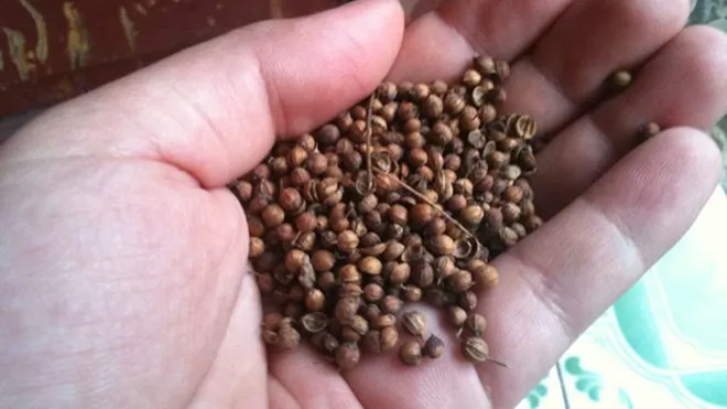 Giá hạt mùi khô tăng mạnh theo từng ngày. Ảnh: Nguyễn Hoài