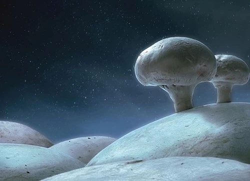 Ý tưởng quảng cáo độc đáo từ thức ăn ảnh 17