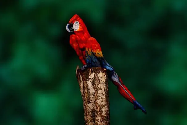parrot-optical-illusion-body-art-johannes-stoetter-1 Độc đáo nghệ sĩ biến người thành vẹt ảnh 1