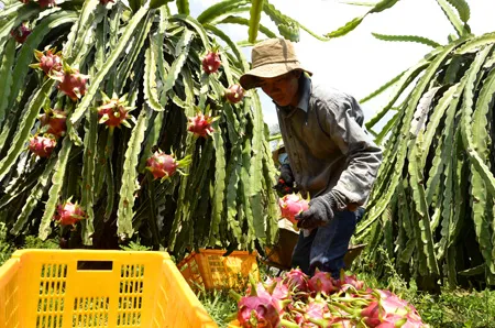 Nông dân trồng thanh long điêu đứng vì bị ép giá ảnh 1 Nông dân tại Bình Thuận đang thu hoạch thanh long cuối vụ