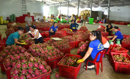 Nông dân trồng thanh long điêu đứng vì bị ép giá ảnh 5 Thanh long cuối vụ đang được tập kết tại một điểm thu mua chuyển đi trước đợt nghỉ lễ dài ngày