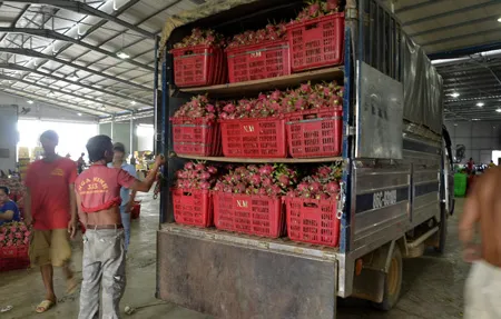 Nông dân trồng thanh long điêu đứng vì bị ép giá ảnh 6 Thanh long cuối vụ đang được tập kết tại một điểm thu mua chuyển đi trước đợt nghỉ lễ dài ngày