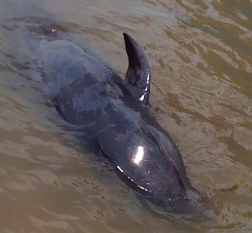 Đưa con cá voi nặng 1,5 tạ trở về biển khơi ảnh 1 Đưa con cá voi nặng 1,5 tạ trở về biển khơi ảnh 1