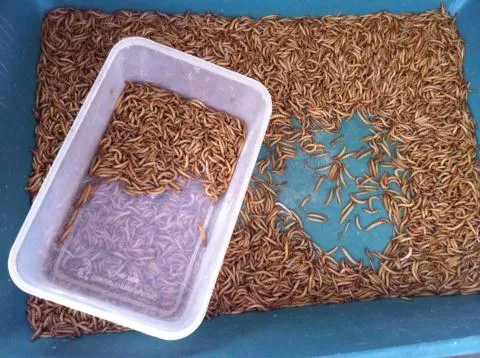 Hiểm họa "ốc bươu vàng mới": Sâu phàm ăn từ Trung Quốc ảnh 2 Mỗi kg sâu tươi có giá từ 200.000 đến 250.000 đồng.