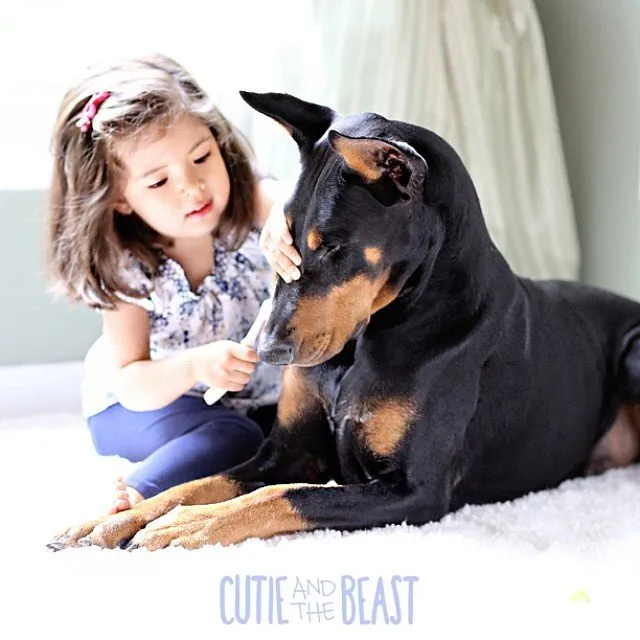 Bộ ảnh gây sốt về cô bé Sienna và chú chó Doberman ảnh 12 Bộ ảnh gây sốt về cô bé Sienna và chú chó Doberman ảnh 12
