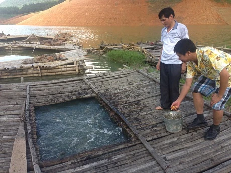 Người dân nuôi cá trong các lồng và cho cá ăn ngô